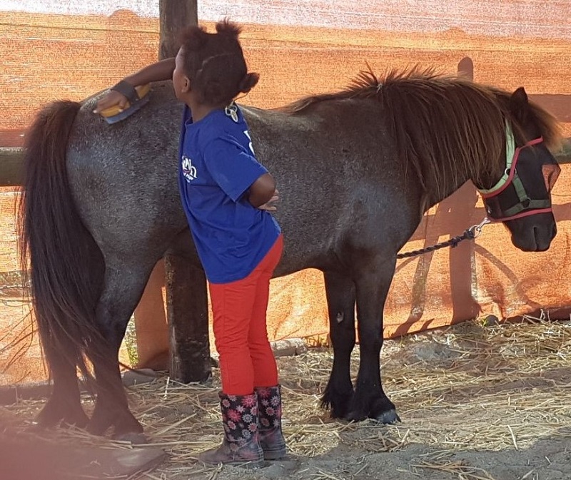 equine peace