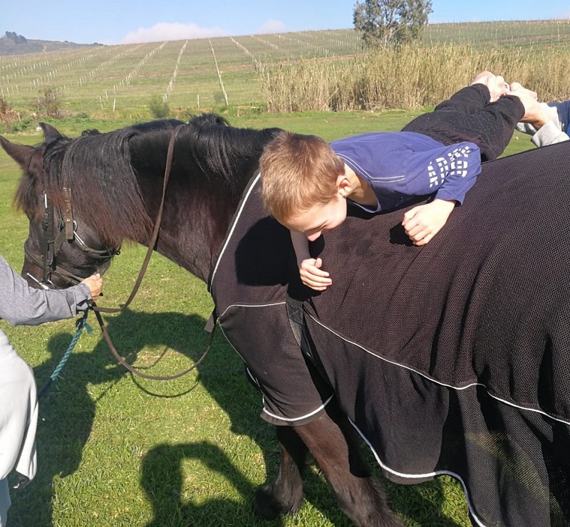 horses bring joy