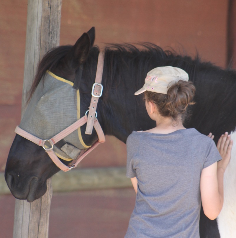 equine care