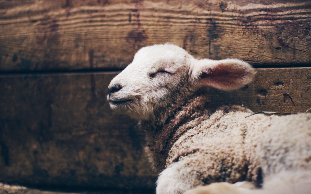 How to get PERFECT peace — in every circumstance.